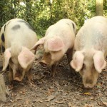 drei schweine foto magdalena froehlich