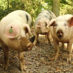 neugierige schweine foto magdalena froehlich_sk600