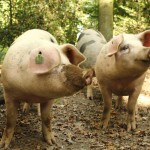 schoene schweine foto magdalena froehlich_sk600
