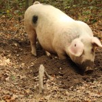 schwein buddelt foto magdalena froehlich