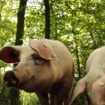 schwein im wald foto magdalena froehlich_sk600