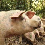 schwein seitlich foto magdalena froehlich