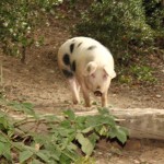 schwein trabt an foto magdalena froehlich_sk402