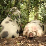 schweine beim entspannen foto magdalena froehlich