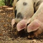 wuehlen im boden foto magdalena froehlich_sk600