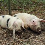 zwei schweine in kuhle foto magdalena froehlich